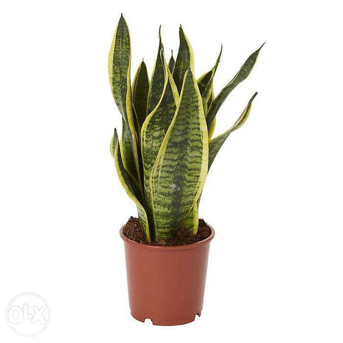 Snake plant/ sanseveria 2