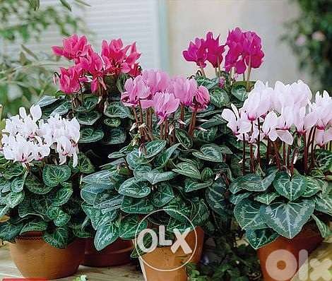 Cyclamen flowering plant 1