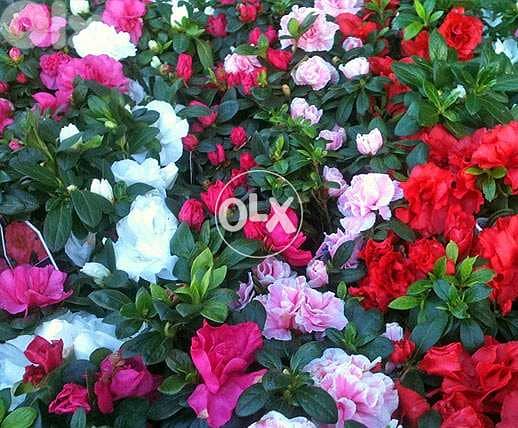 Azalea indoor flowering plant 1