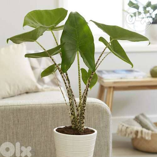 Alocasia zebrina 0