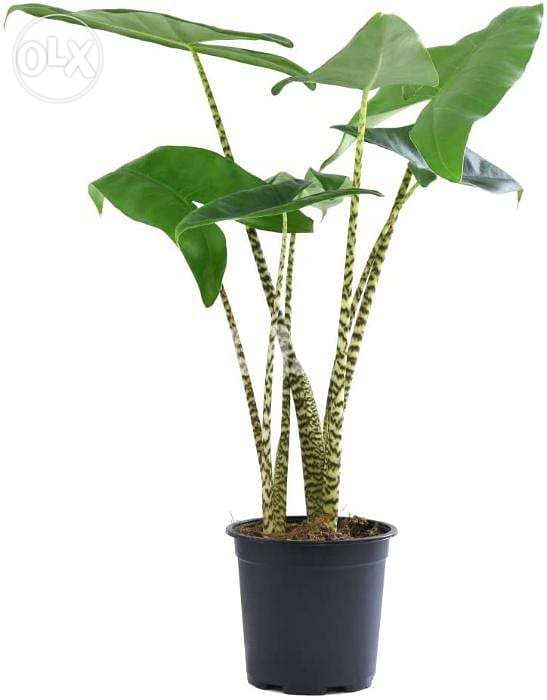 Alocasia zebrina 1