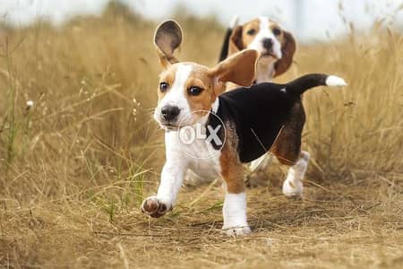 beagle puppies for reservations