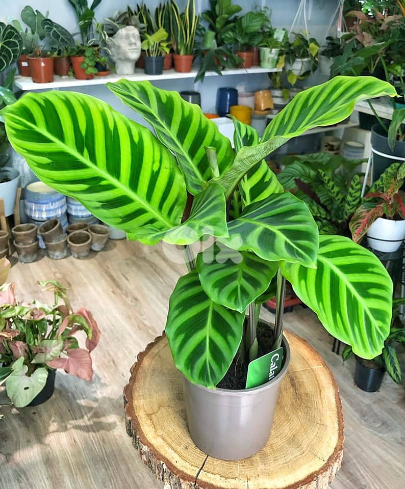 Calathea Zebrina 0