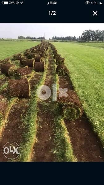 كازون رول طبيعي بجميع أنواعه وأشجار مثمرا وغير مثمر 3