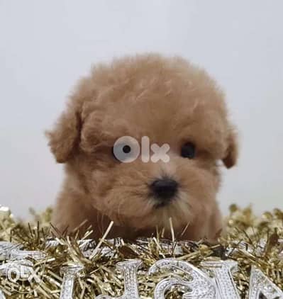 cavapoo