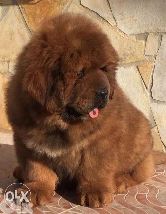 tibetan mastiff 0