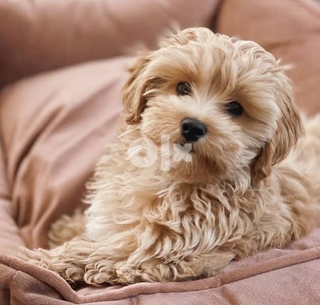 Imported goldendoodle miniature 0