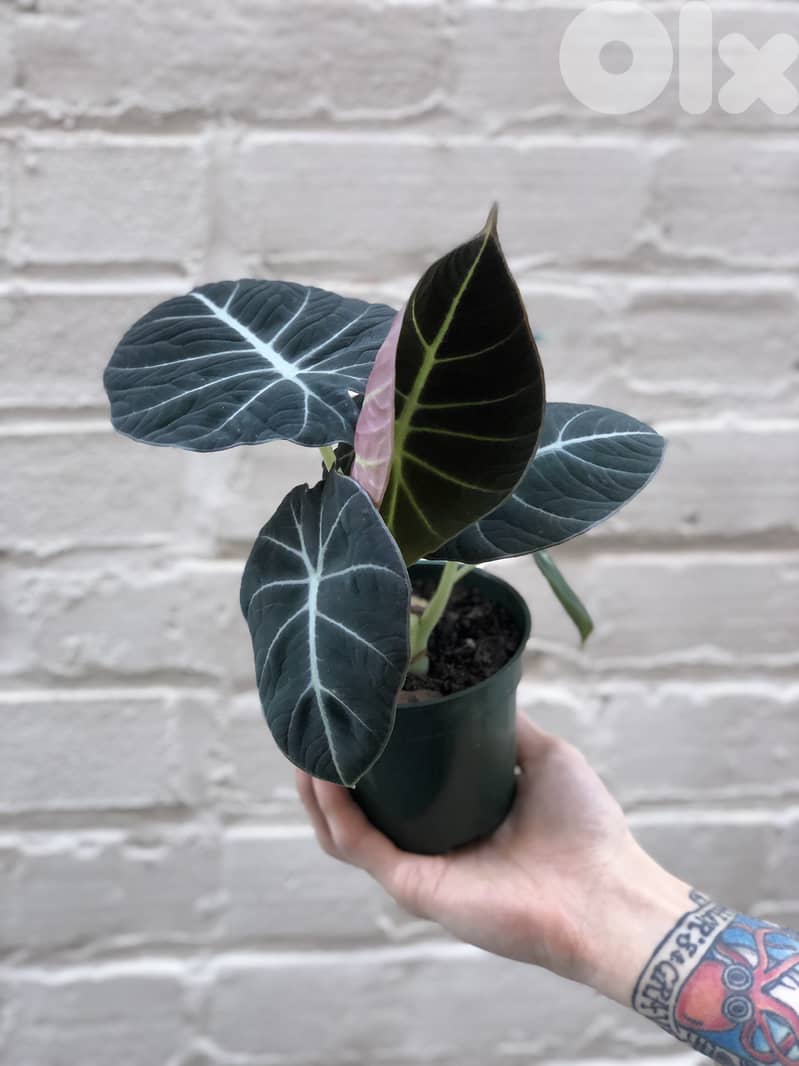 Black Alocasia 1