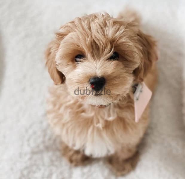 Labradoodle Brown mini imported 0