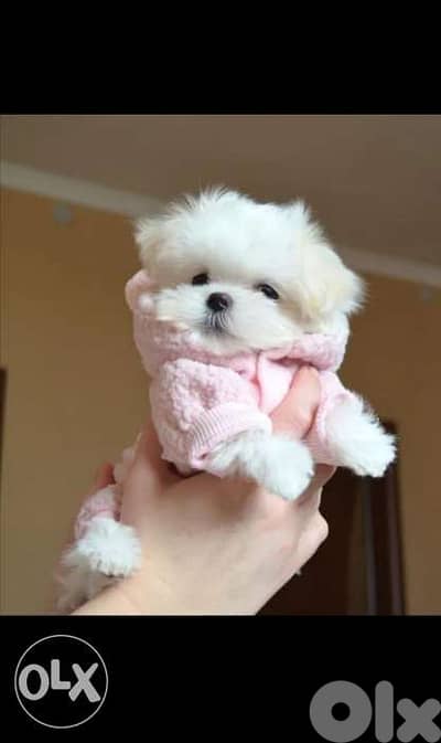 Maltese Mini Bichon puppies dog كلاب