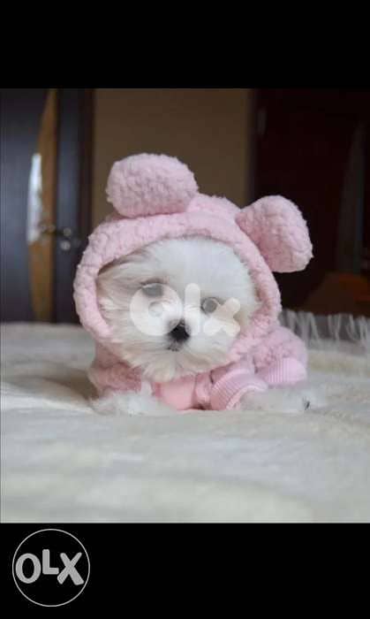 Maltese Mini Bichon puppies dog كلاب 1
