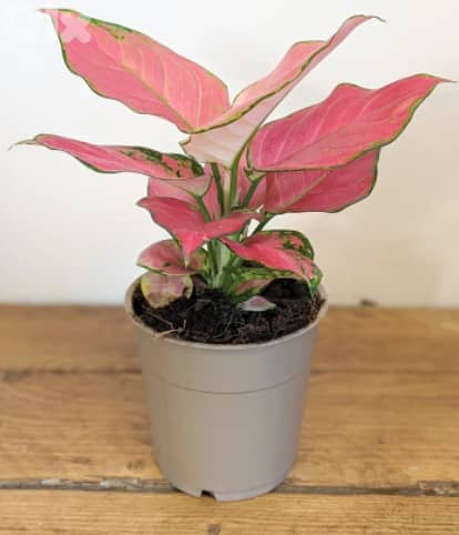 Aglonema pink lady 0
