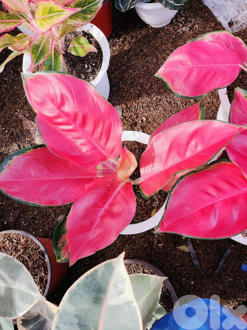 Aglonema pink lady 1