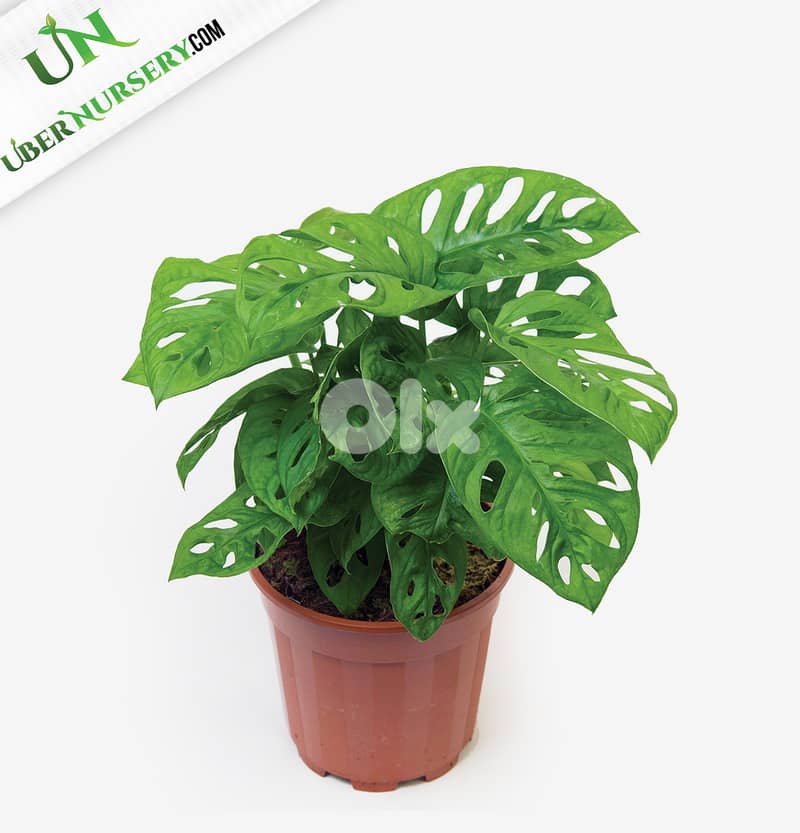 Swiss cheese monstera 1