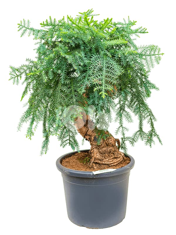 Australian pine bonsai 1