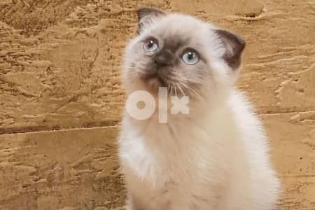 Scottish Fold Blue Eyes