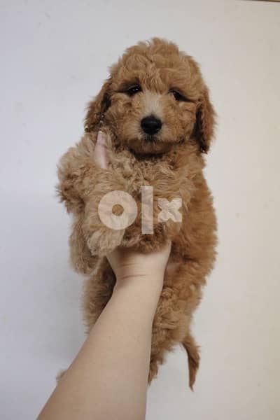 mini labradoodle imported Imported LOVEY