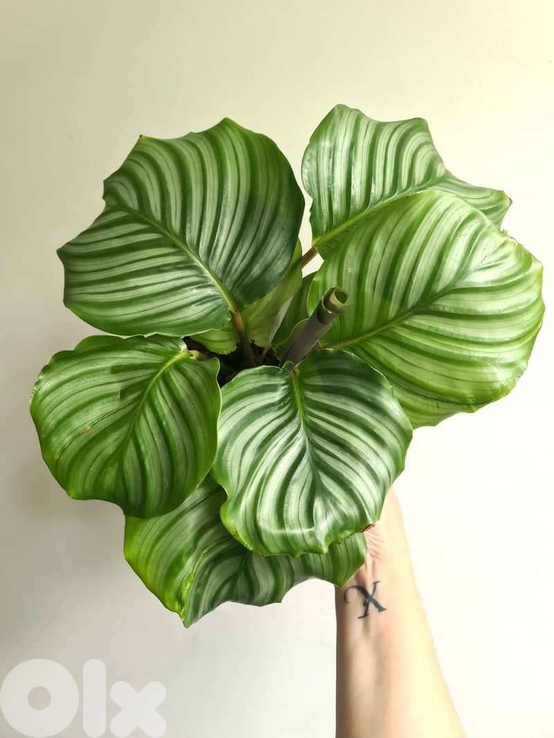Calathea Bolivia 0