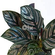Black Calathea 0