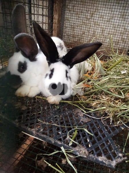 Giant French papillon Rabbits 0