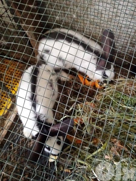 Giant French papillon Rabbits 1