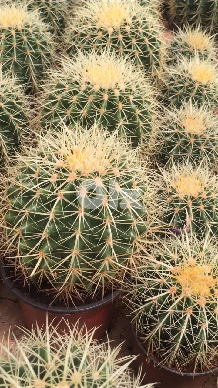Cactus ball 0