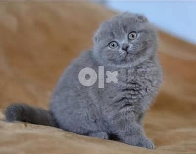 scottish fold kitties