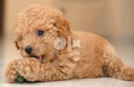 Toy Poodle Apricot puppy Imported