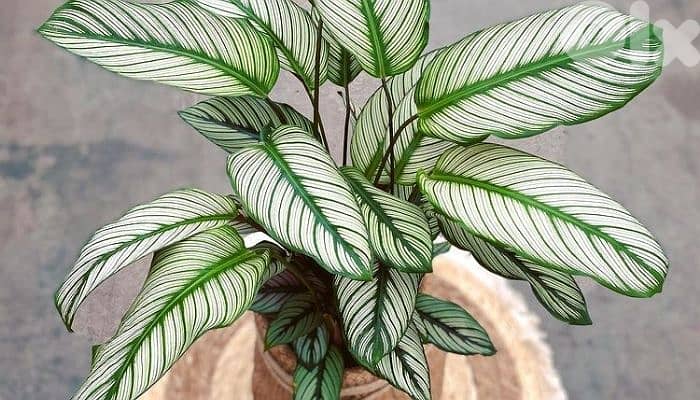 White Calathea 1