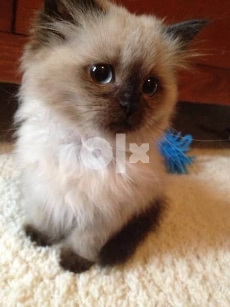 himalayan beauty blue eyes kitten delivery 0