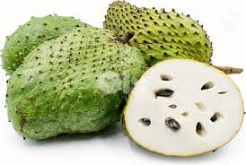 Spanish Graviola شجر غرافيولا إسباني 0