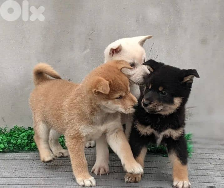 shiba inu 0