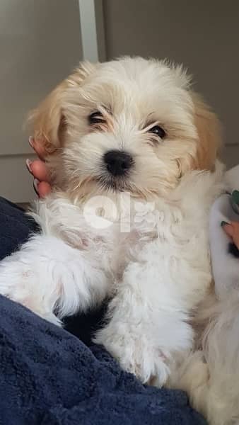 Maltipoo puppies Dog Puppy imported