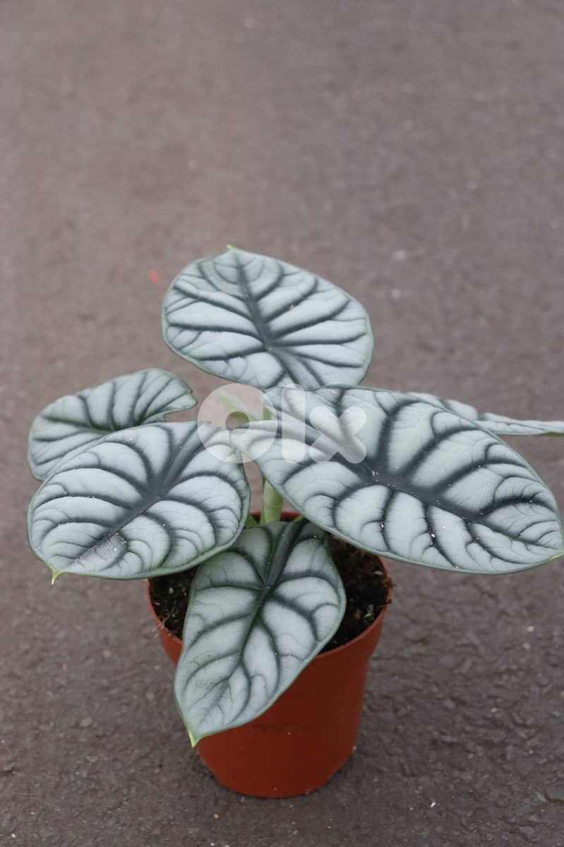 Alocasia silver dragon 1