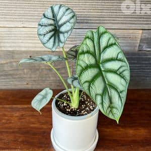 Alocasia silver dragon 2
