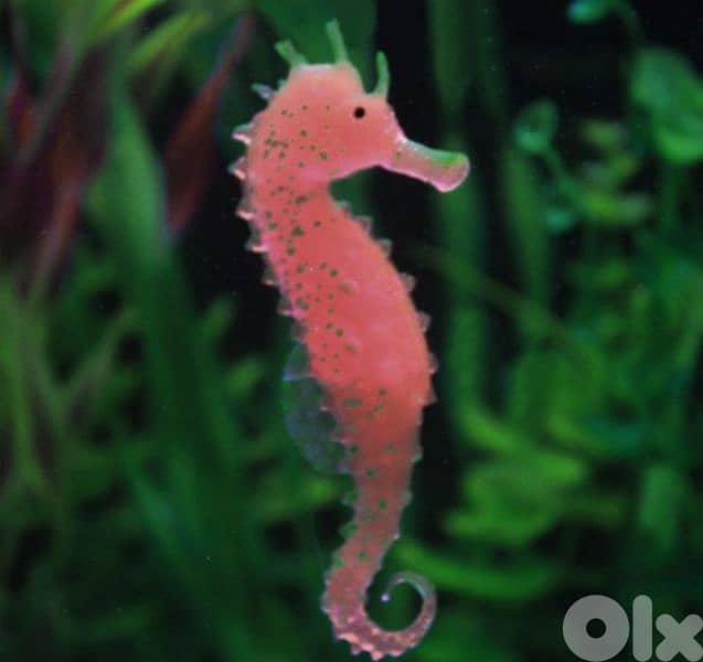 luminous aquarium seahorse 1