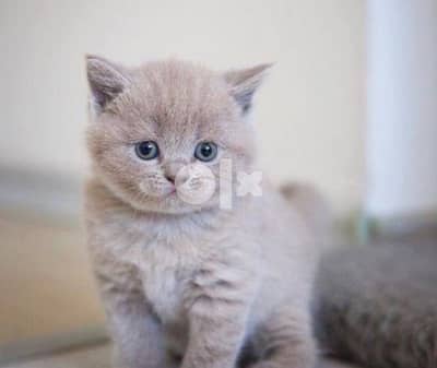 British Short Hair lilac kitten