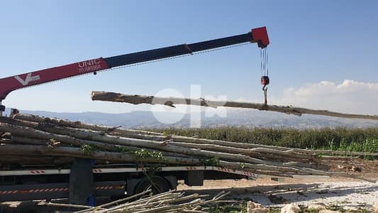 خشب حور، جذوع، جسور، عواميد