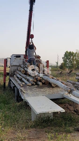 خشب حور، جذوع، جسور، عواميد 1