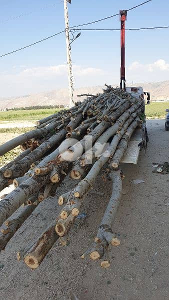 خشب حور، جذوع، جسور، عواميد 2