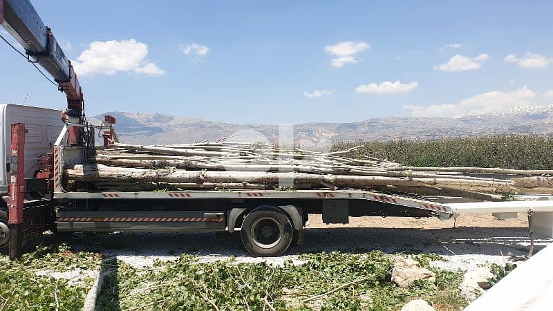 خشب حور، جذوع، جسور، عواميد 3