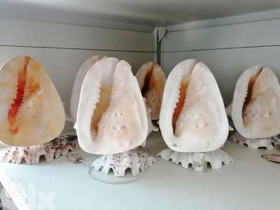 Seashell lamp