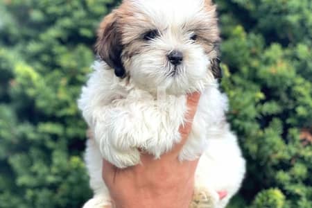 Shih Tzu - Cute Puppies / dog كلاب