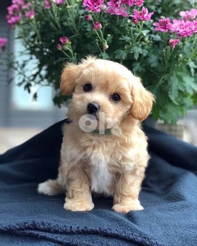 Cavapoo puppies imported