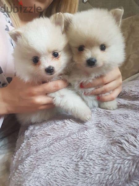 Spitz. Loulou Pomeranian mini available in shop/ Puppies dog كلاب 0