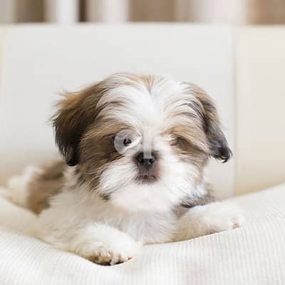 Lovely Shih Tzu Puppies Amazing character dog كلاب