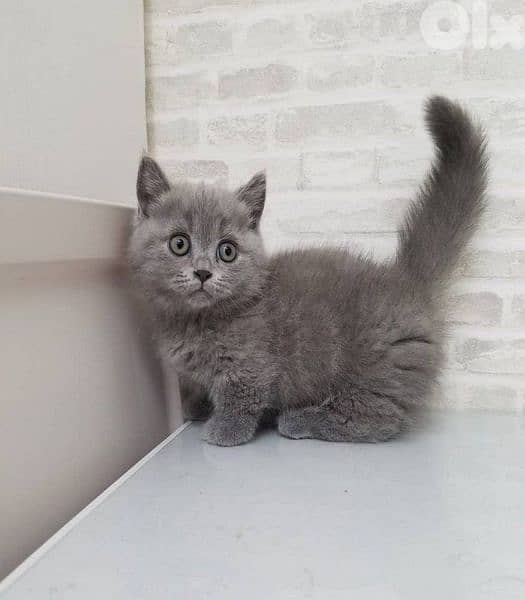 Kittens British Shorthair Grey / Sweet قطط cat 0