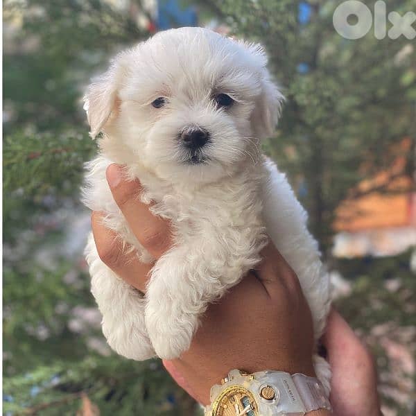 Bichon Small Size Puppies White and cute 0