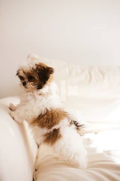 Shih Tzu Small Size dog puppy  كلب