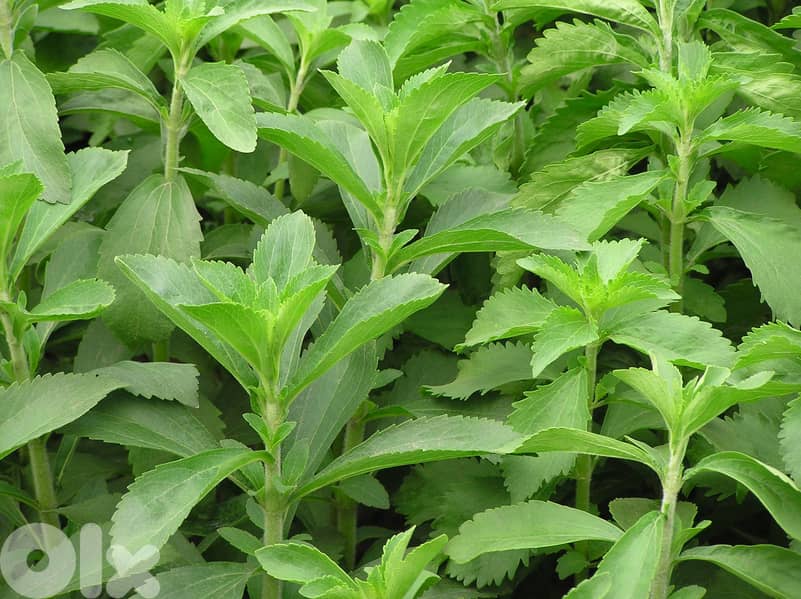 Stevia plants 0
